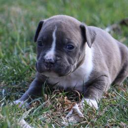 Barkley - Blue male American Staffordshire Terrier puppy in Guilford County, North Carolina from Explicit Kennel