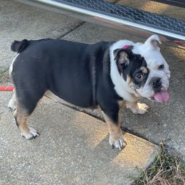 Cookie - Bulldog