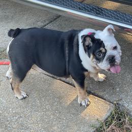 Cookie - Bulldog
