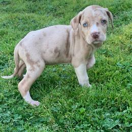 Female 6 - Red merle female Catahoula Leopard Dog puppy in Gadsden, Alabama from Rich Cat’s