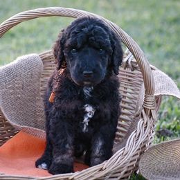 Poodle Puppies from Nay Design Poodles