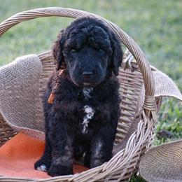 Poodle Puppies from Nay Design Poodles
