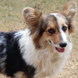 American Corgis and Pembroke Welsh Corgis from Barton Farms Corgis