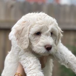 Goldendoodles from Simmons Goldendoodles