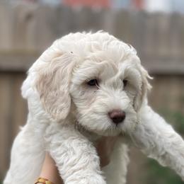 Goldendoodles from Simmons Goldendoodles
