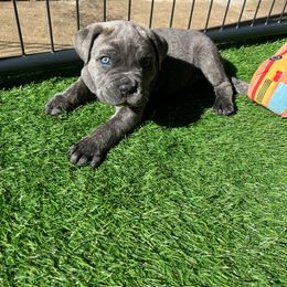 Cane Corso and Lowchen Puppies from High Royal Kennel