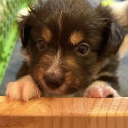Boy 1 - Black tri male Toy Australian Shepherd puppy in Corydon, Indiana from Arbuckle’s Lookin Good Aussies (LGA)