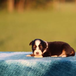 BTF3 - Black tri female Miniature Australian Shepherd puppy in Ferris, Texas from Vigilante Mini Aussies and Schnauzers