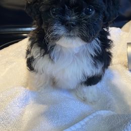 "Peekapoos" Pekingese Puppies from Wild Flower Pekingese