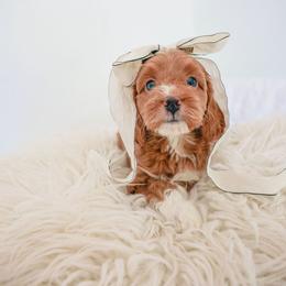 Goldendoodle Puppies from K Farm Doodles