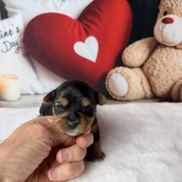 Meet Sadie 2400 - Black and tan female Yorkshire Terrier puppy in Douglas, Georgia from South Georgia Yorkies and Biewers