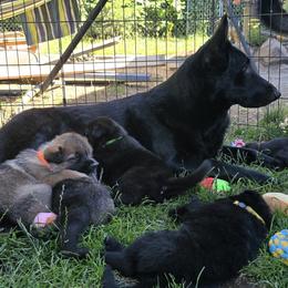 German Shepherd puppies from Vom Cosabar