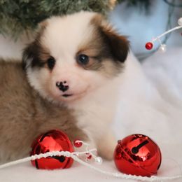 Duke - Sable male Pembroke Welsh Corgi puppy in St. Charles, Iowa from Kim Boyle's Pembroke Welsh Corgis