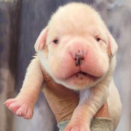 Slide - White female Boxer puppy in Red Boiling Springs, Tennessee from Silver Rain