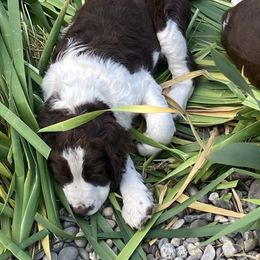English Springer Spaniel Puppies from Micaela's Springers