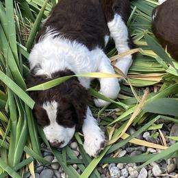 English Springer Spaniel Puppies from Micaela's Springers