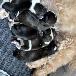 Golden Retriever and Shih Tzu Puppies from Carter Family Retrievers