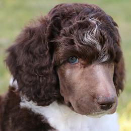 Flik - Parti male Poodle puppy in Ephrata, Washington from NCR Ranch