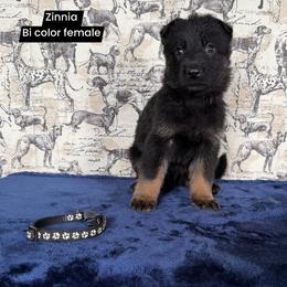 Zinnia - Bi-color female German Shepherd puppy in New Cambria, Missouri from Des Hausraben Shepherds