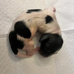 Candycane - Black and tan male Dachshund puppy in Highland, California from BAES Teufelshunde