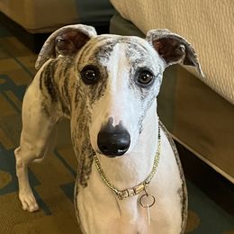 Iris - Whippet