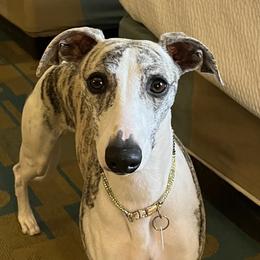 Iris - Whippet