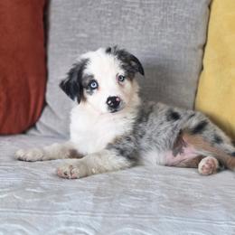 Emily - Blue merle female Miniature Australian Shepherd puppy in Killen, Alabama from Wilkers Wholehearted Mini Aussies