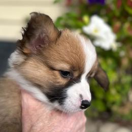 Hazelnut - Sable female Pembroke Welsh Corgi puppy in Lima, New York from Hickory Springs Corgis