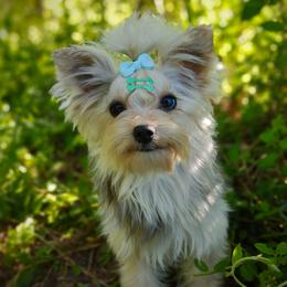 Finx - Yorkshire Terrier