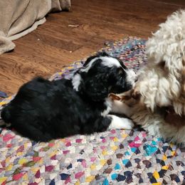 Aussiedoodle Puppies from Lotadoodle Farms