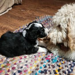 Aussiedoodle Puppies from Lotadoodle Farms