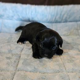 KB Girl 1 - Clover - Black and tan female Yorkshire Terrier puppy in Owenton, Kentucky from Robertson's Dream Ranch Aussies & Yorkies
