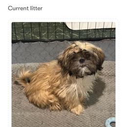 Peaches - Sable female Shih Tzu puppy in Hull, Georgia from Precious to the world Shih Tzu’s