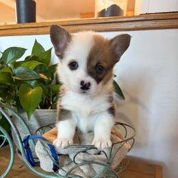 Eleven - White and red male Pembroke Welsh Corgi puppy in Olathe, Colorado from Rocking LJ Breeding