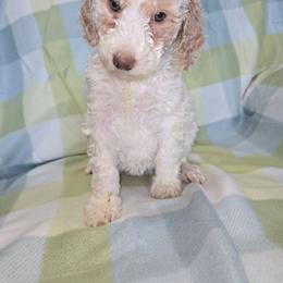 Girl 1 - Parti female Goldendoodle puppy in La Junta, Colorado from Double J’s Doodles