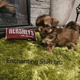 Akc Hershey  1300 - Chocolate and tan male Shih Tzu puppy in Dexter, Kentucky from Enchanting Shih tzu