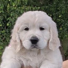 Golden Retrievers from All by grace goldens