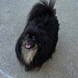 Glo - Pomeranian
