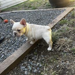 French Bulldog Puppies from Foster Lake Frenchies