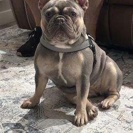French Bulldog All Grown Up from Gardner's Corgis & French Bulldogs