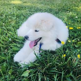 Samoyed Puppies from Morning Star Samoyeds
