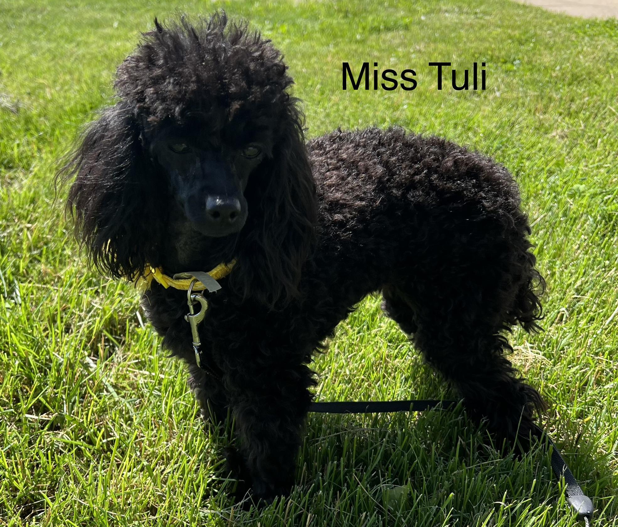 Tuli