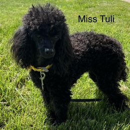 Tuli - Poodle