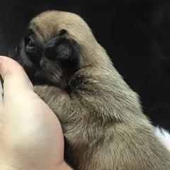 Pugs from Pugs of Arkansas