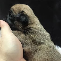 Pugs from Pugs of Arkansas