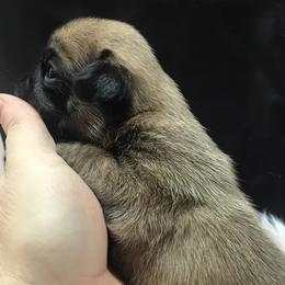 Pugs from Pugs of Arkansas