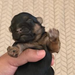 Girl 2 - Black and gold female Shorkie puppy in San Tan Valley, Arizona from Great Mates