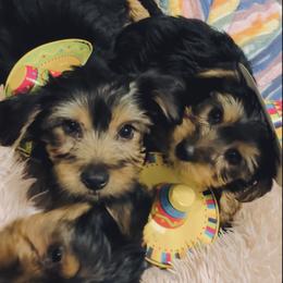 Yorkshire Terrier puppies from Yuppie Yorkies