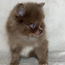 Rolo (easy to train) - Chocolate merle male Pomeranian puppy in Hughes Springs, Texas from Hughes Springs Tx Poms
