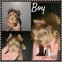 Boy 2 - Yorkshire Terrier puppy in Wartburg, Tennessee from Amanda's Precious Pups